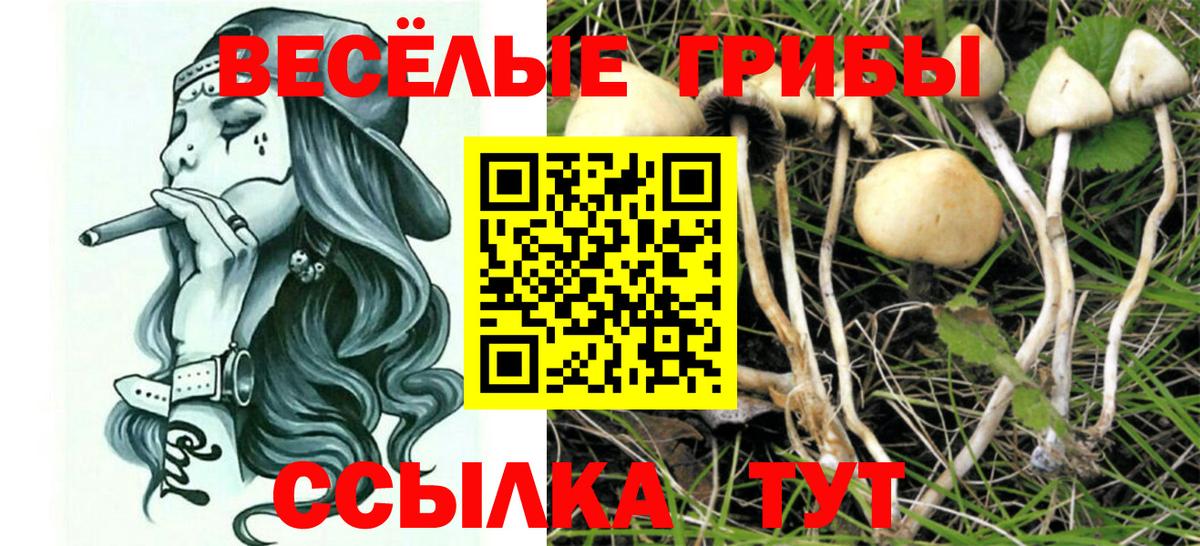 Жуковский  Псилоцибиновые грибы Psilocybine cubensis  Вход с VPN 